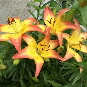 Bundle your favorites for discounts